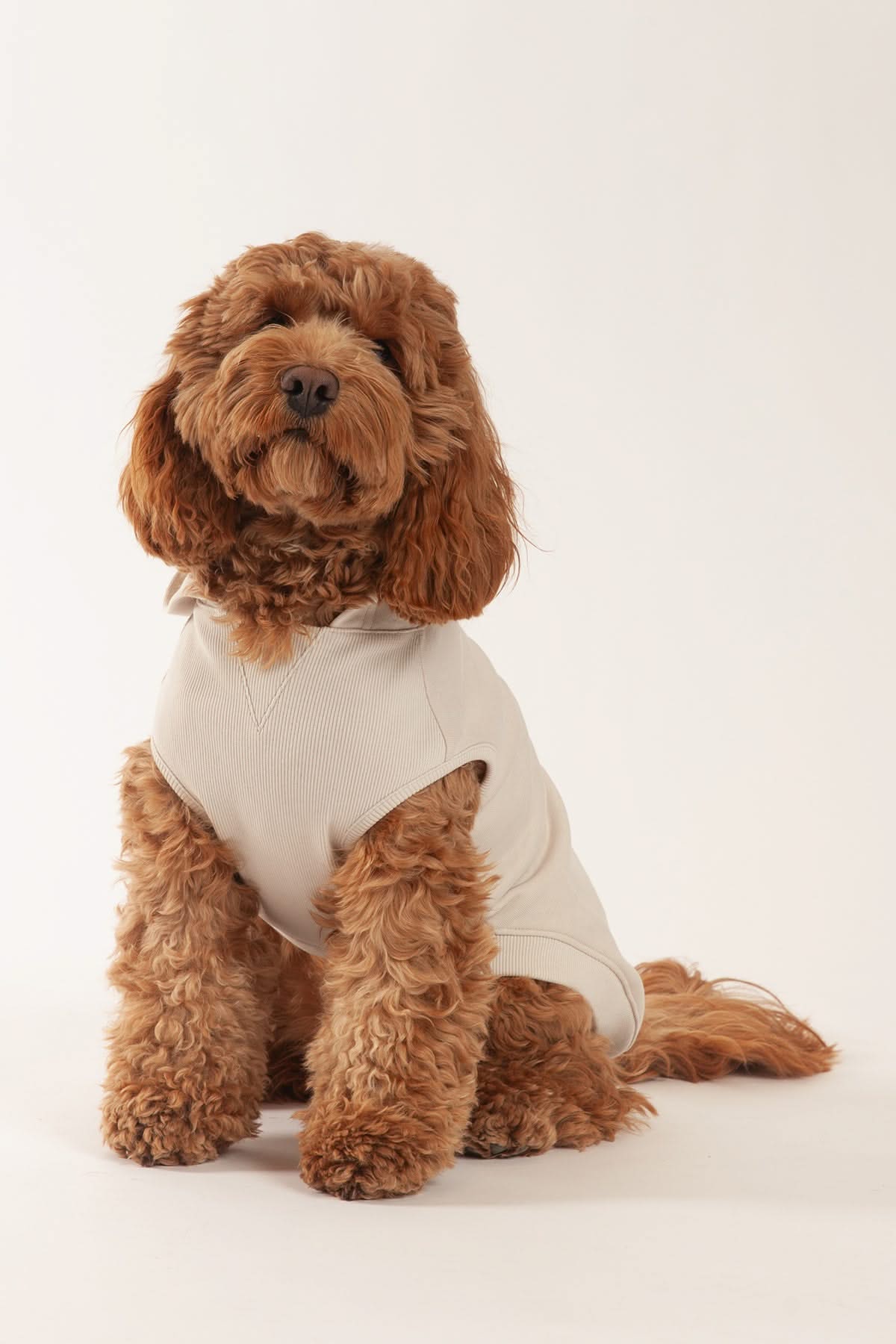 French Terry Lightweight Dog Hoodie